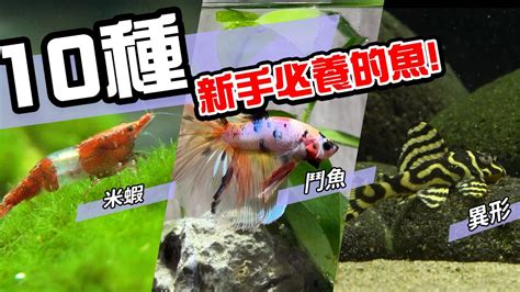 好養的小魚|10種激推!給新手的魚~養這些!讓你告別養魚殺手~【憩魚水族】